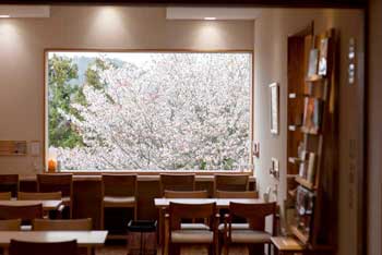 店内窓より桜を見る